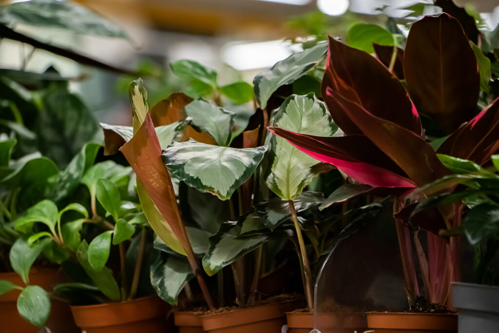 best indoor plants