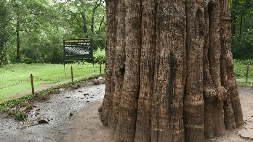 kannimara teak tree
