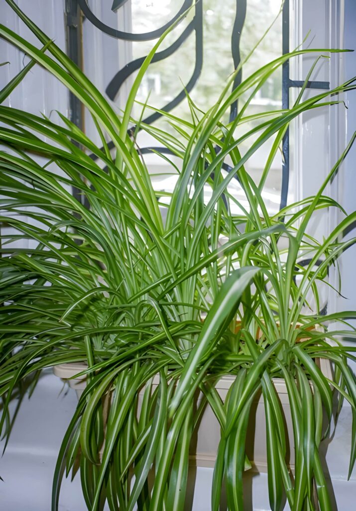 Interior Design for Pet-Friendly Homes